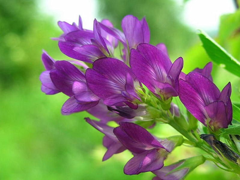 Medicago sativa / Erba medica, Erba Spagna
